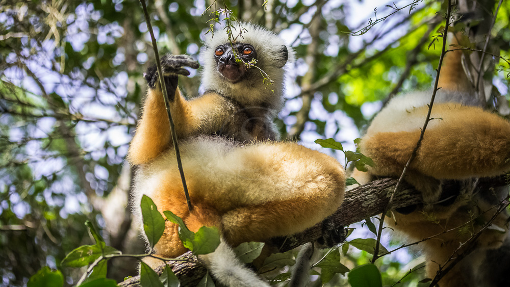 Parc de Andasibe, Madagascar