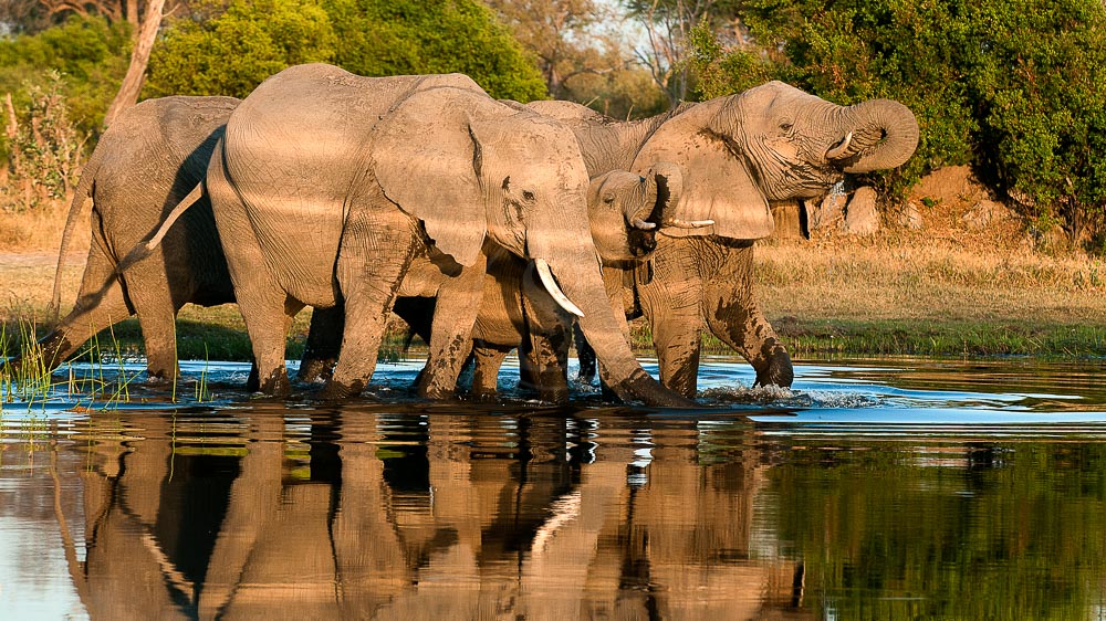 Safari au Botswana © Alain Pons