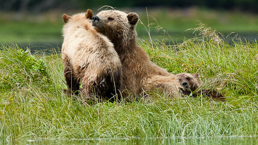 Grizzly sur l'ile de Vancouver, Canada © Patrick Gallet