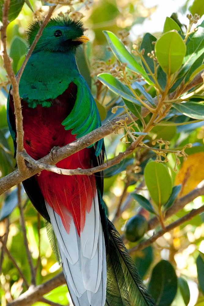 Quetzal au Costa Rica © L. Guillot / Etendues Sauvages