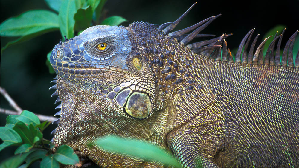 Iguane terrestre, Costa Rica