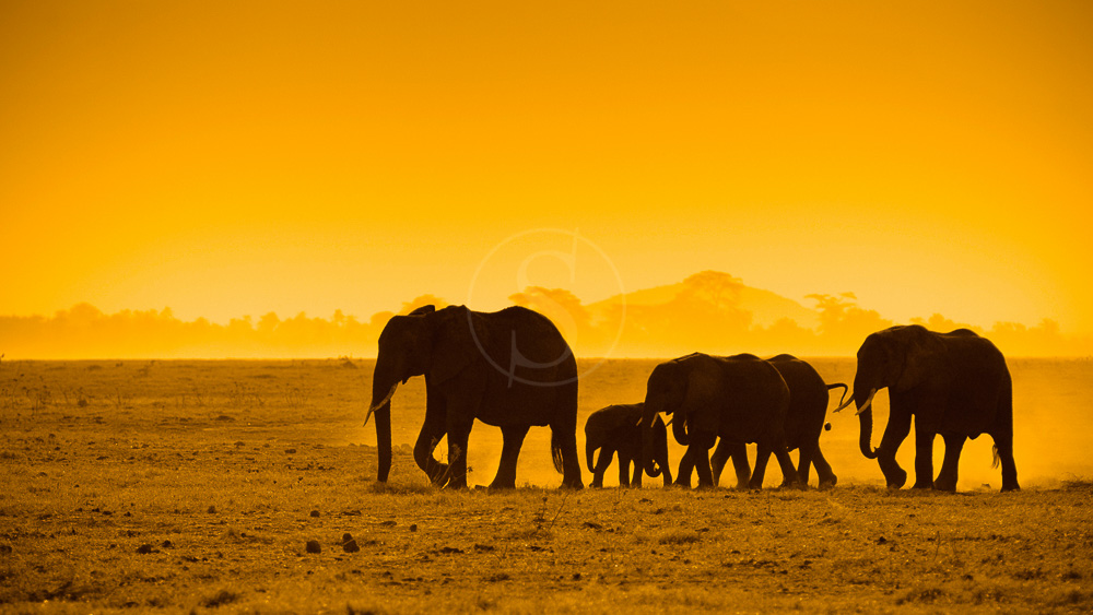 Ambiance d'Amboseli, Kenya