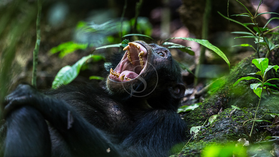 Chimpanzés à Kibale, Ouganda © Christophe Courteau