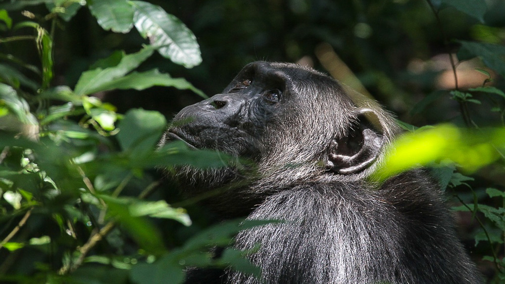 Chimpanzé à Kibale, Ouganda © Corinne Le G.