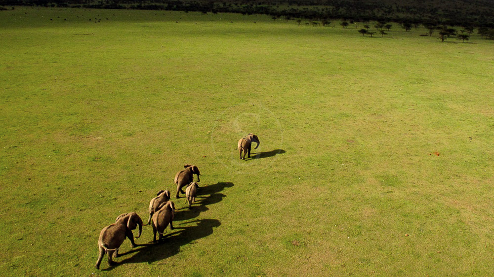 Safari au Kenya © M.Denis-Huot / Fornier