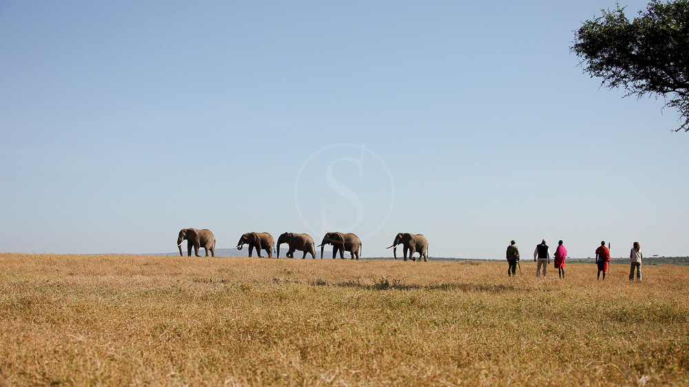 Kicheche Walking Safaris, Kenya
