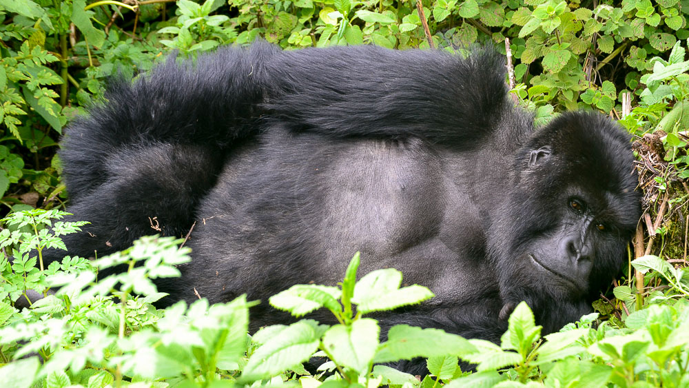 Gorille du Rwanda © Cyrille C.