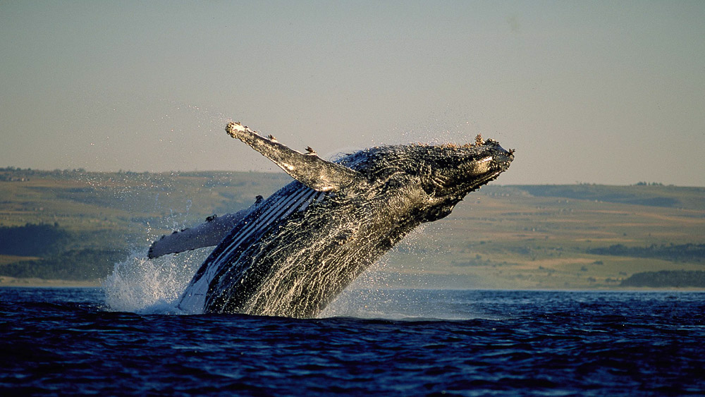 Observation des baleines en Afrique du Sud © Rod Hastier
