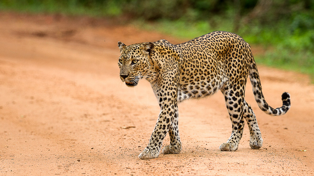 Safaris en Inde © K. Raghunandan