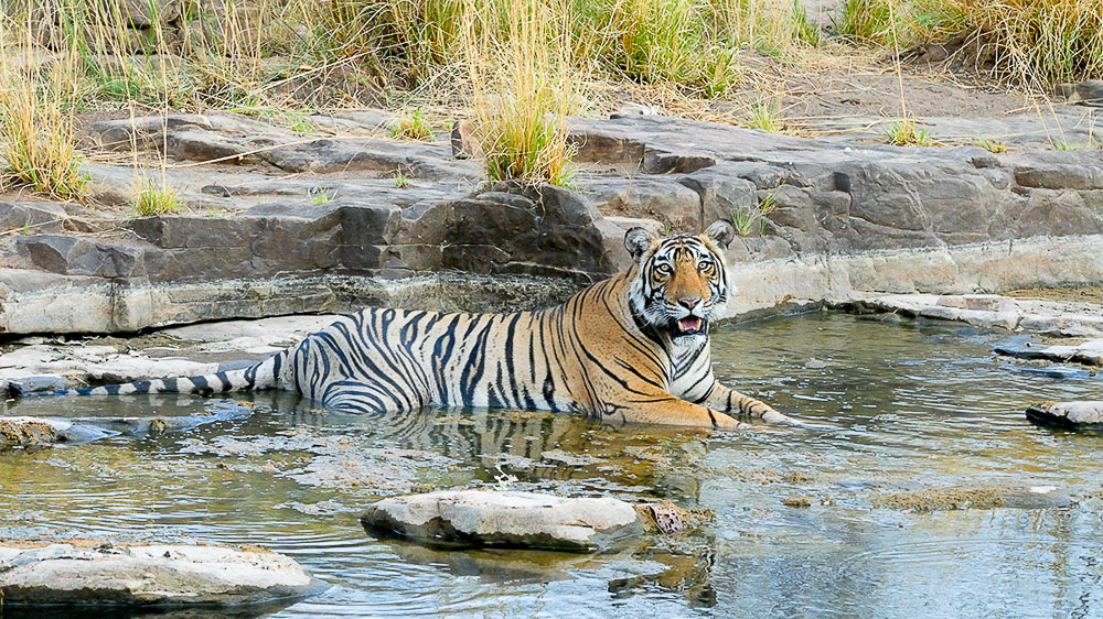 Safari Tigre en Inde © Alain Pons