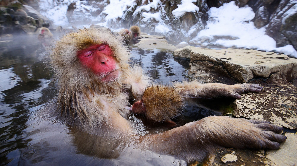 Macaques à Nagano