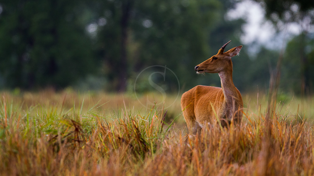 Safaris en Inde © K. Raghunandan