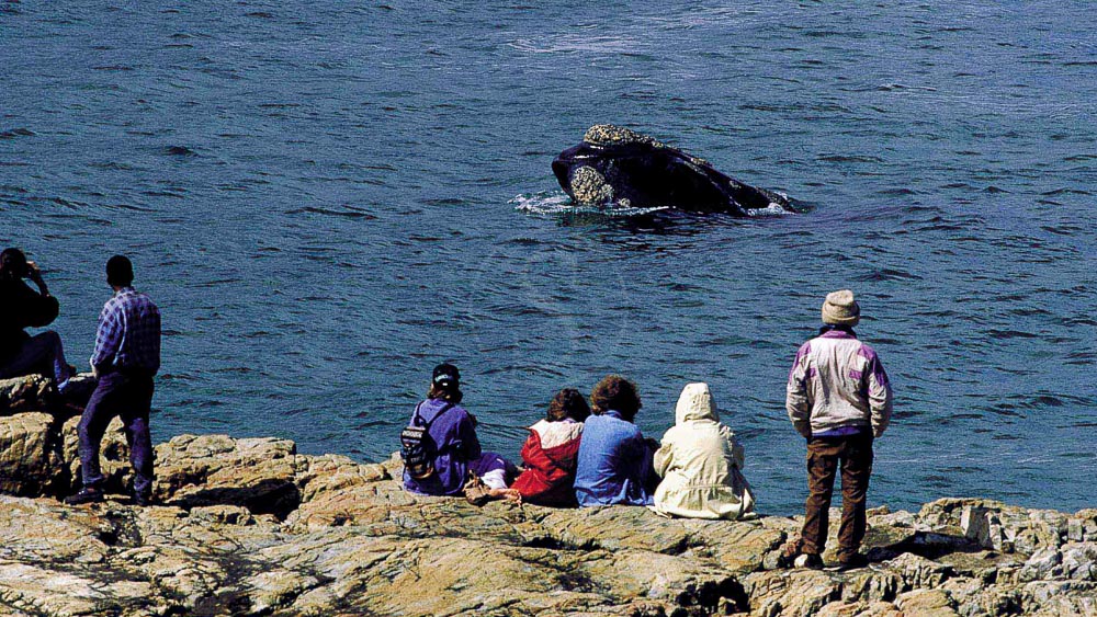 Observation des baleines en Afrique du Sud © Rod Hastier