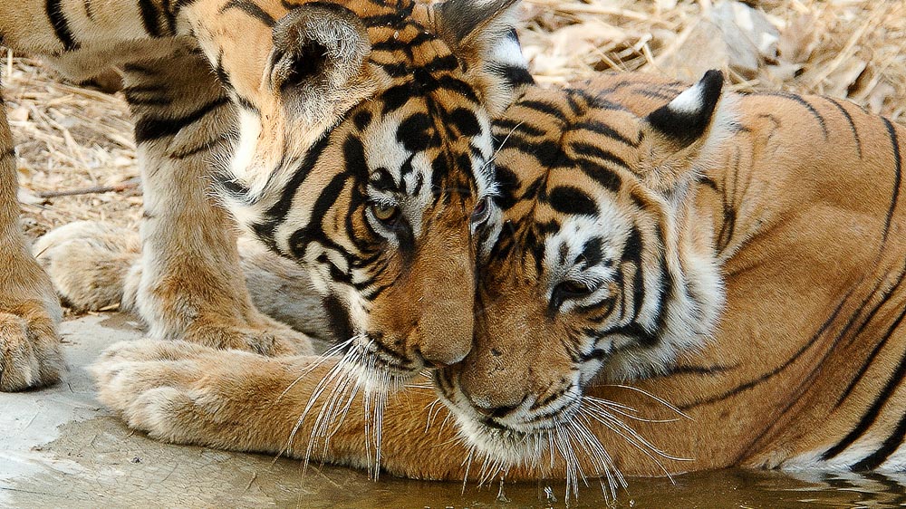 Safari Tigre en Inde © Alain Pons