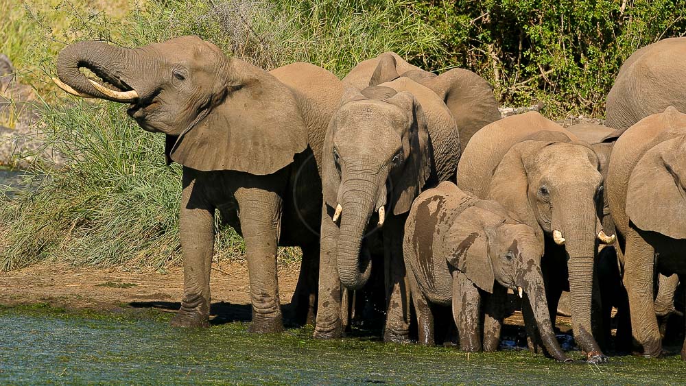 Safari dans le Parc Kruger, Afrique du sud