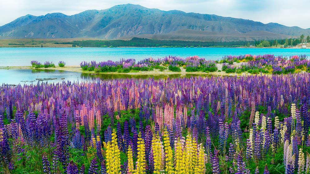 Lac Tekapo, Nouvelle Zélande © Shutterstock