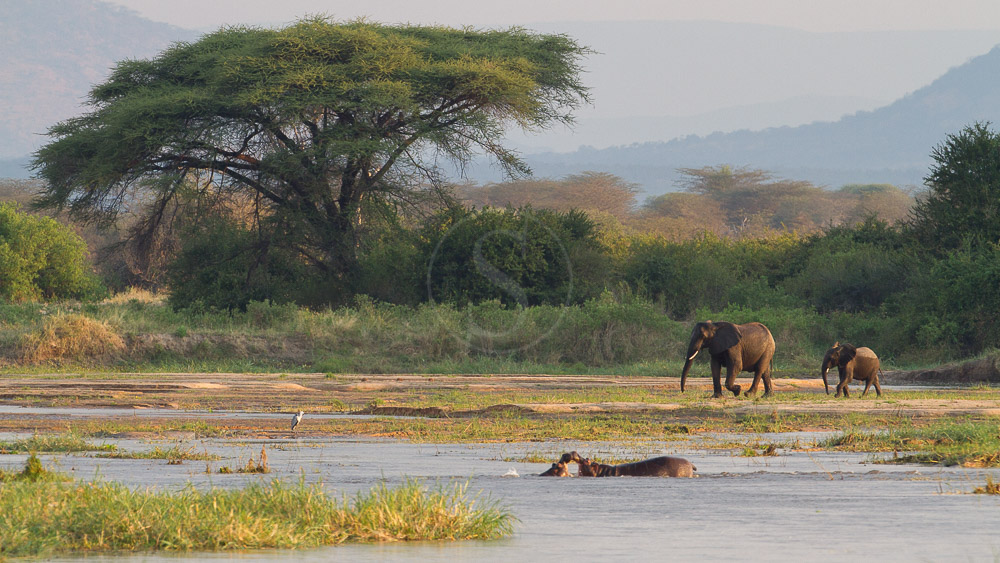 Safari à Ruaha, Tanzanie