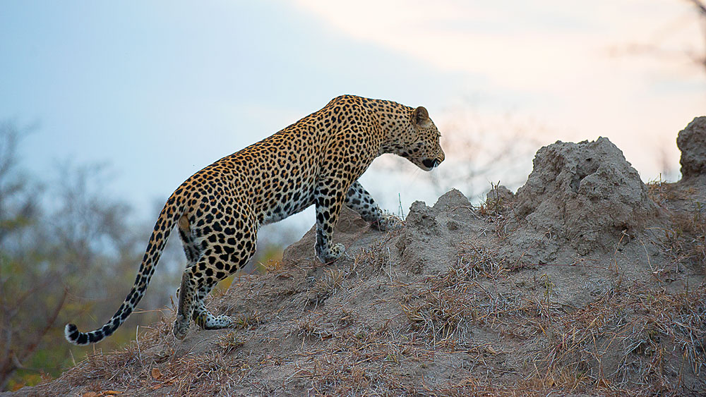 Safari en Afrique du Sud © Alain Pons