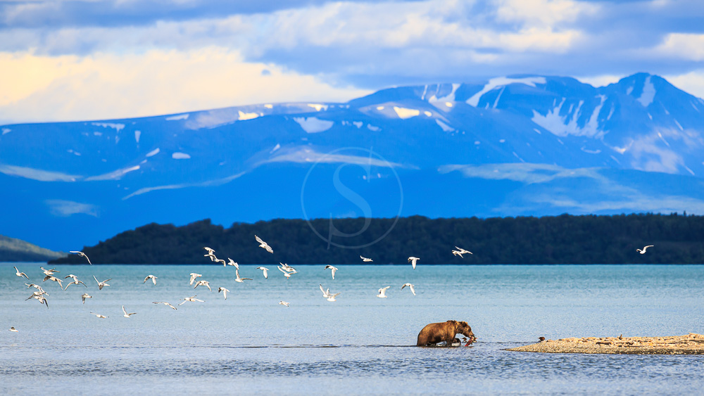 Katmai, Alaska, Etats-Unis © Shutterstock