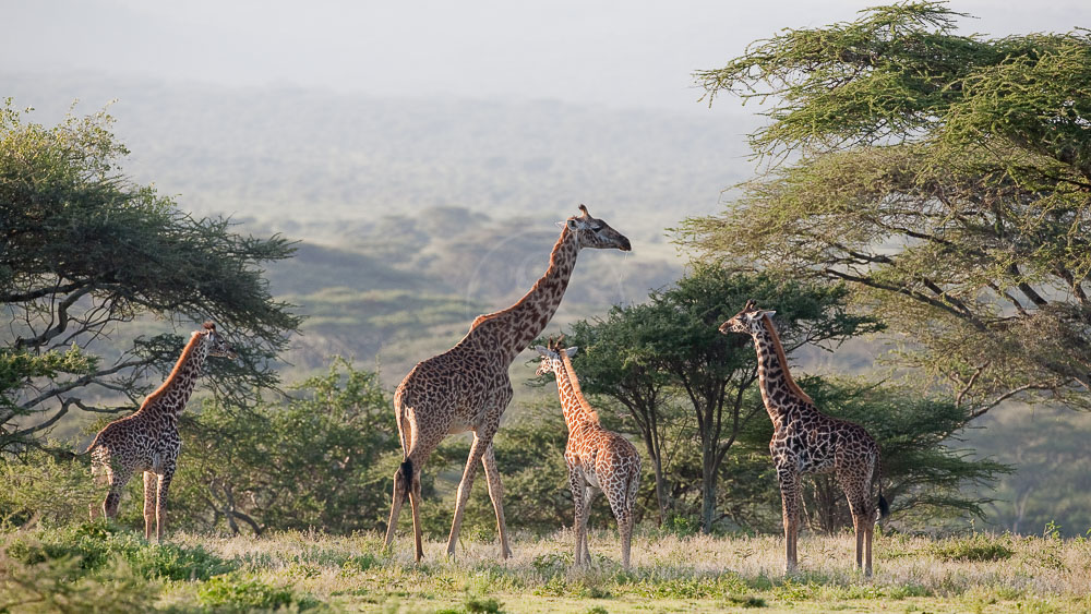 Safari vers Olduvia, Tanzanie