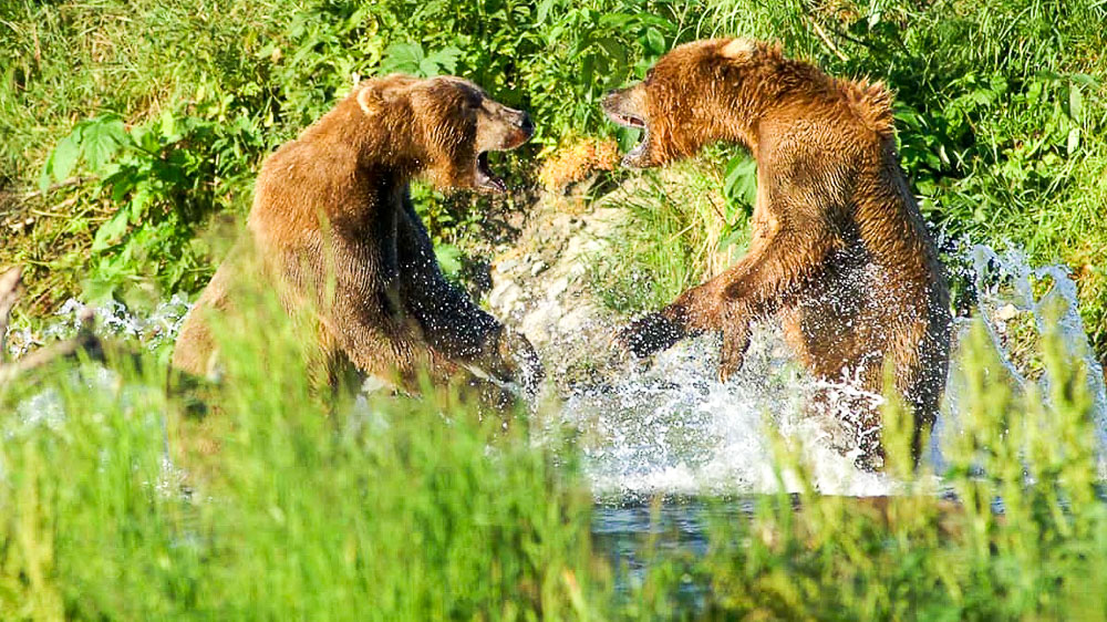 Kodiak Brown Bear Center, Alaska © KBBC