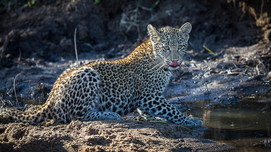 Safari à Mala Mala, Afrique du Sud © C. Courteau