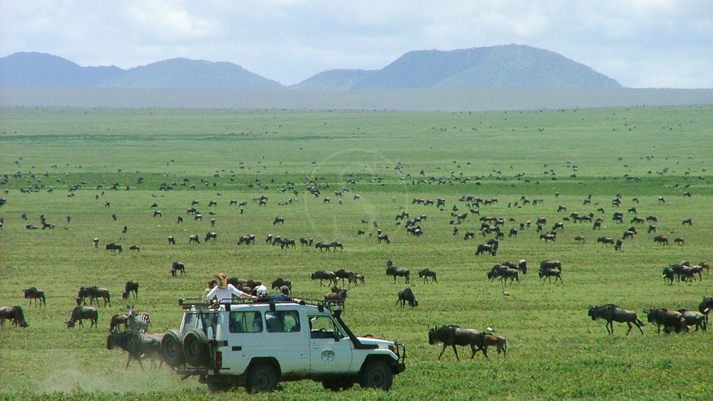 Safaris en Tanzanie