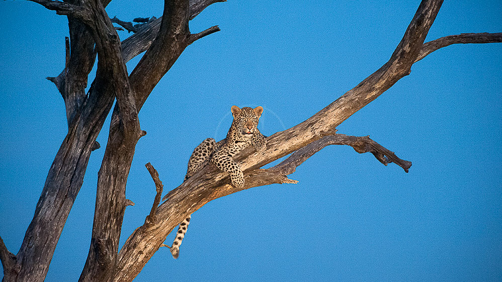 Safari en Afrique du Sud © Alain Pons