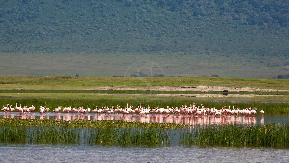 Cratère du Ngorongoro, Tanzanie