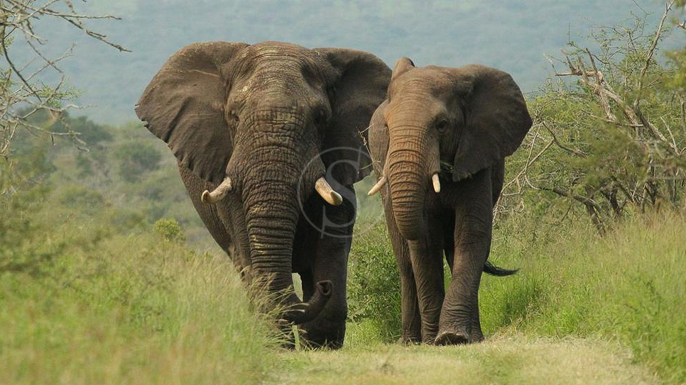 Thanda Game Reserve, Afrique du Sud © Christian Sperka