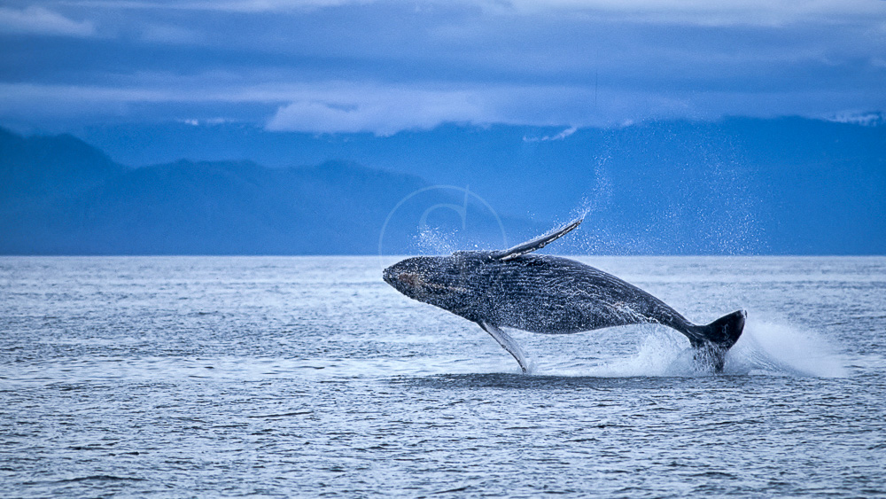 Whale watching en Alaska © Shutterstock