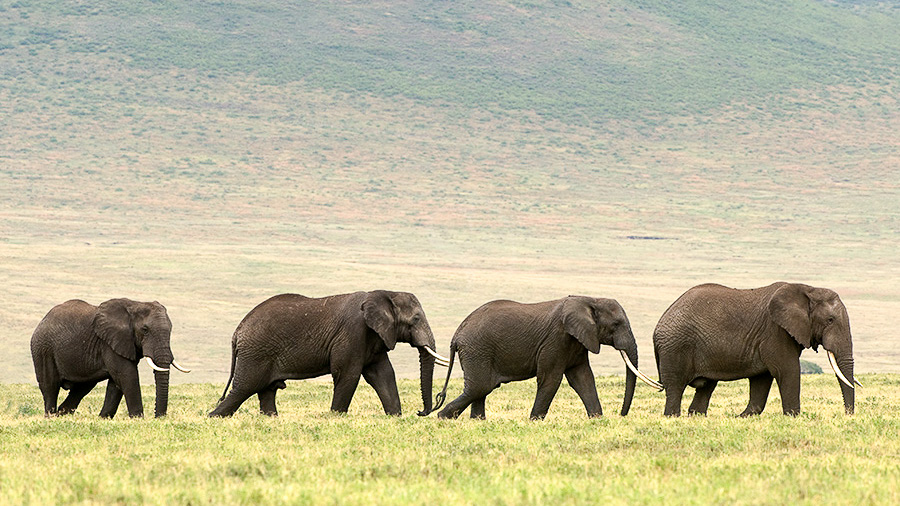Ambiance de safari, Tanzanie © Alain Pons