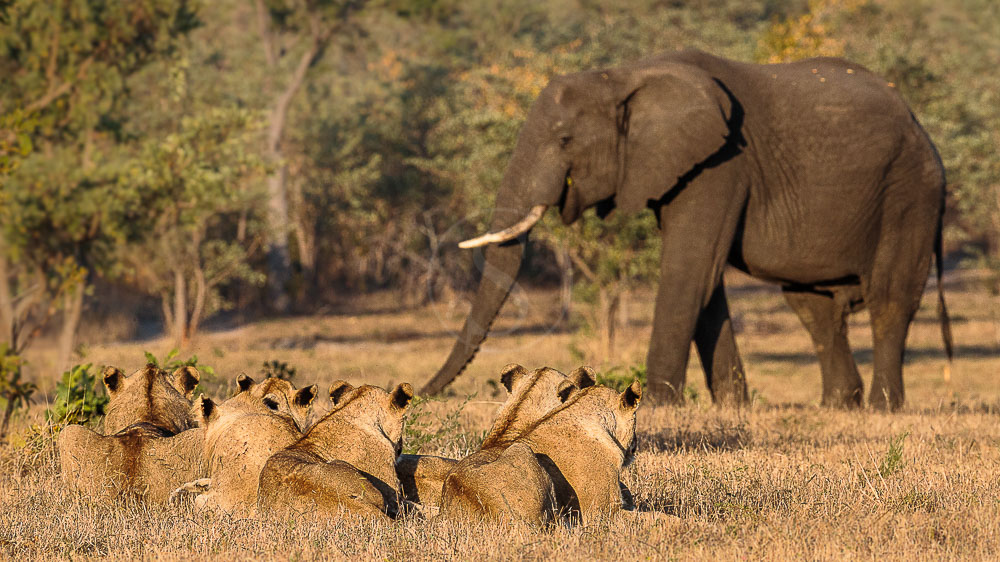 Safari à Sabi Sand, Afrique du Sud © Christophe Courteau
