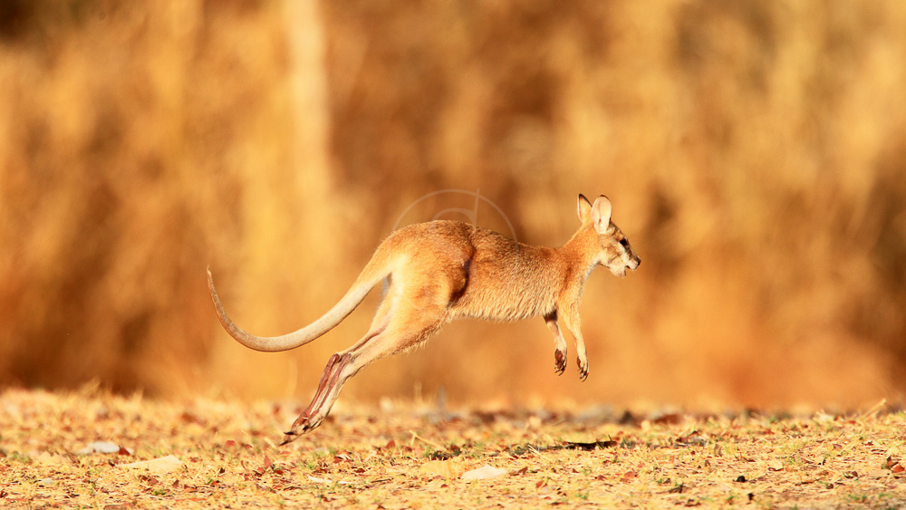 Darwin, Australie © Shutterstock