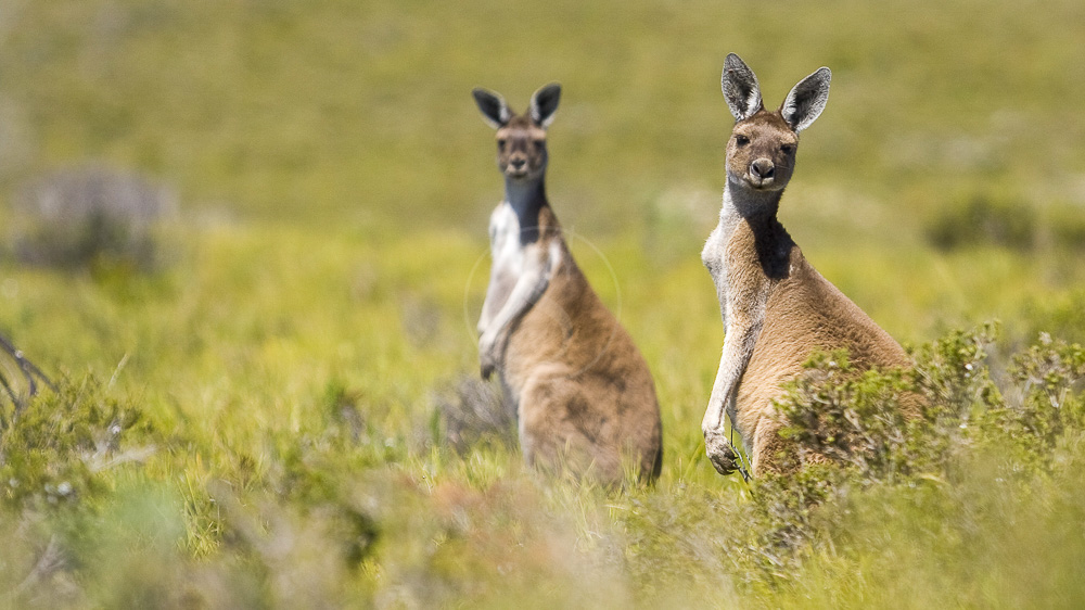 Kangaroo Island, Australie © Shutterstock