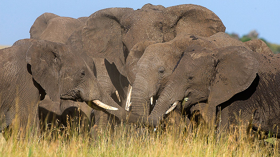Ambiance de safari, Tanzanie © Alain Pons