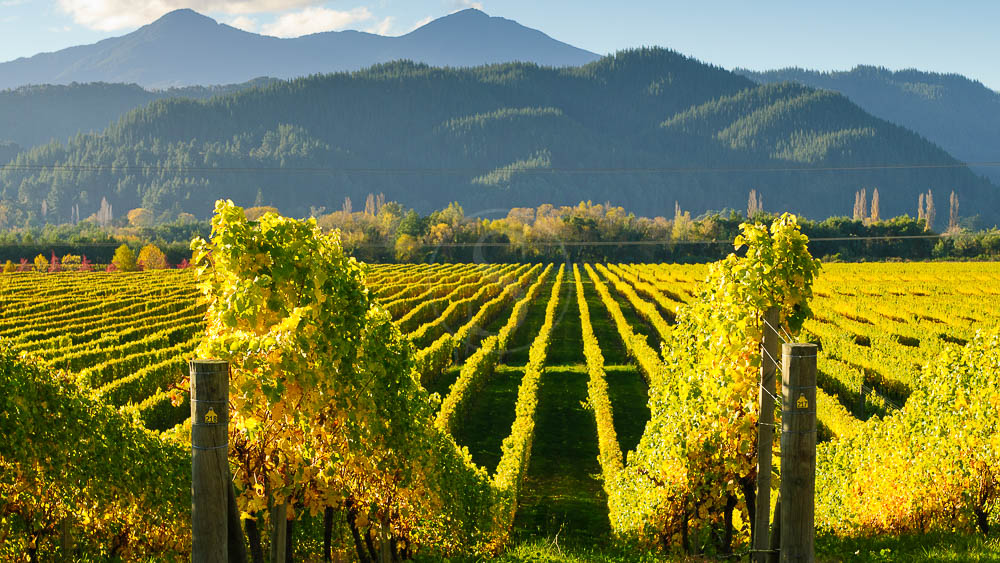 Vignes en Nouvelle Zélande © Shutterstock