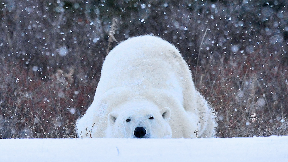 Nanuk Polar Bear Lodge, Canada © Churchill Wild