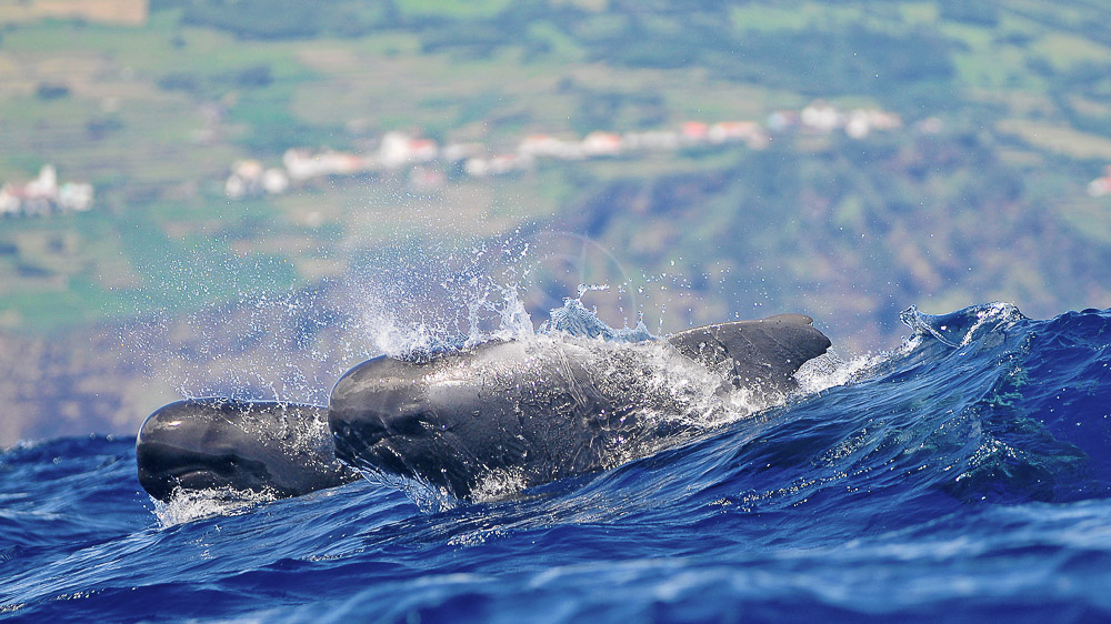 Ambiance des Açores © Tous droits réservés
