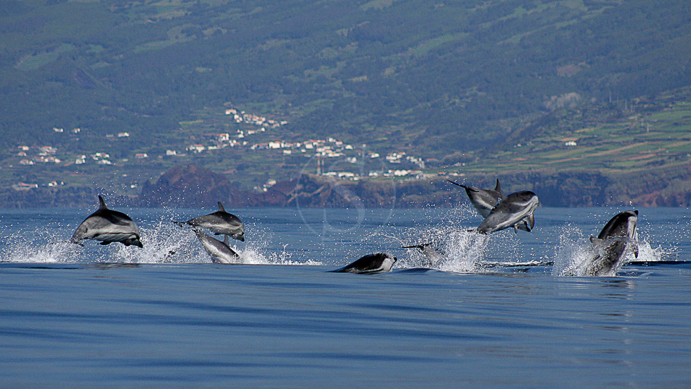 Ambiance des Açores © Tous droits réservés