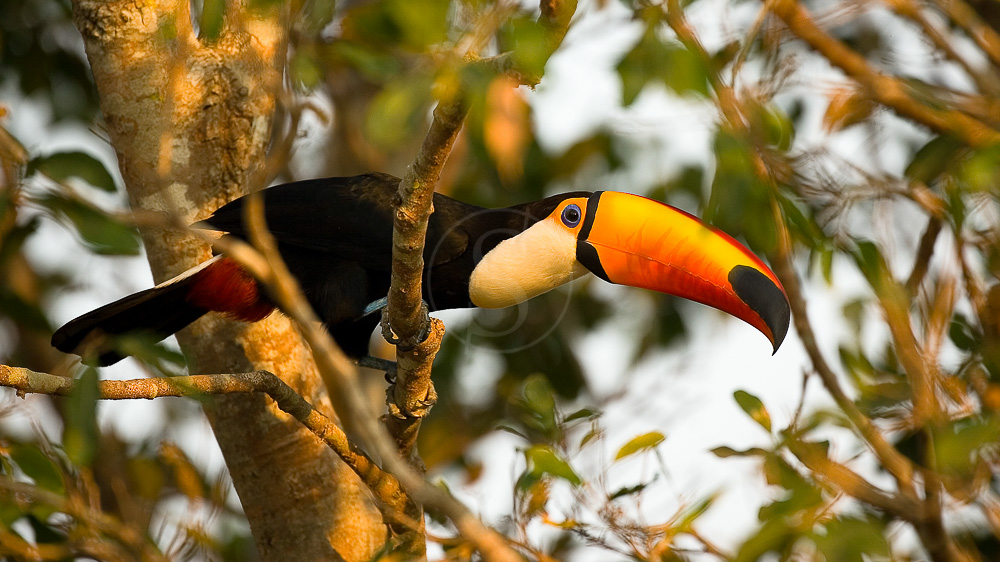 Pantanal, Brésil © Christophe Courteau