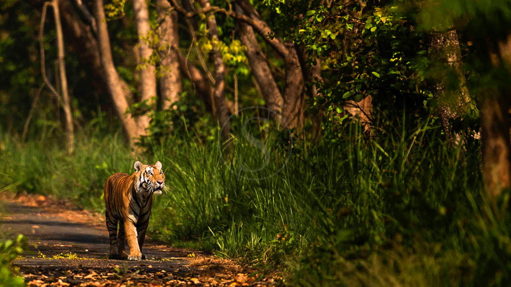 Pilibhit Tiger Reserve, Inde © Kaafila Camps