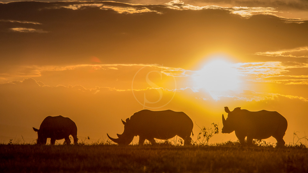 Solio, Kenya © The Safari Collection
