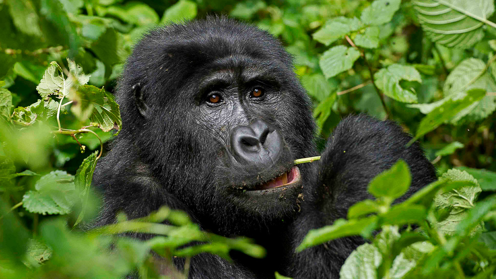 Gorilla Forest Camp, Ouganda © Sanctuary Camps