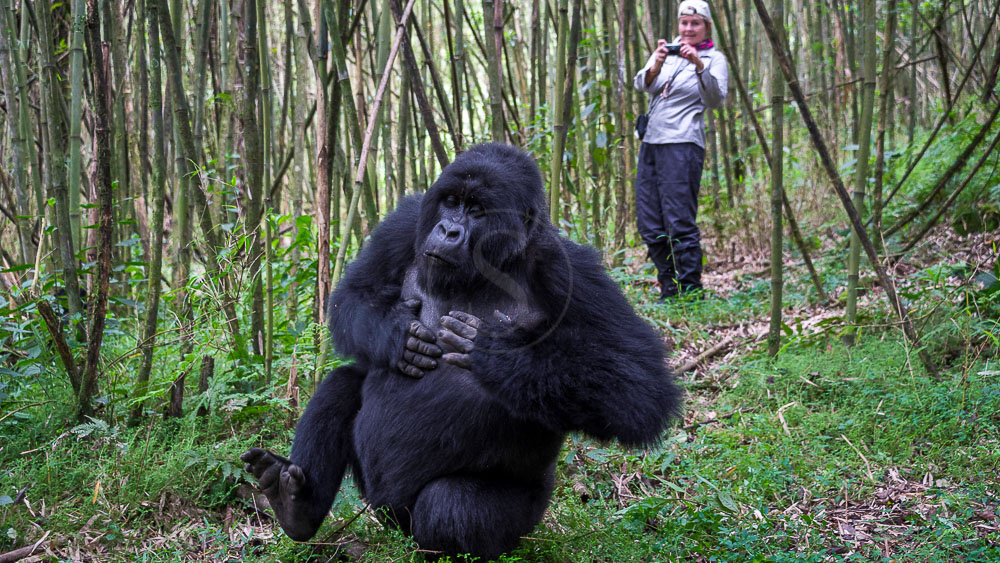 Trek Gorille avec le Bisate Lodge, Rwanda © Wilderness Safaris