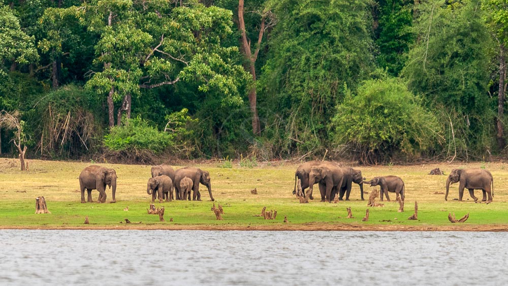 Parc de Nagarhole, Inde © Shutterstock