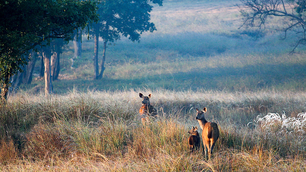 Safari dans le parc de Kanha, Inde