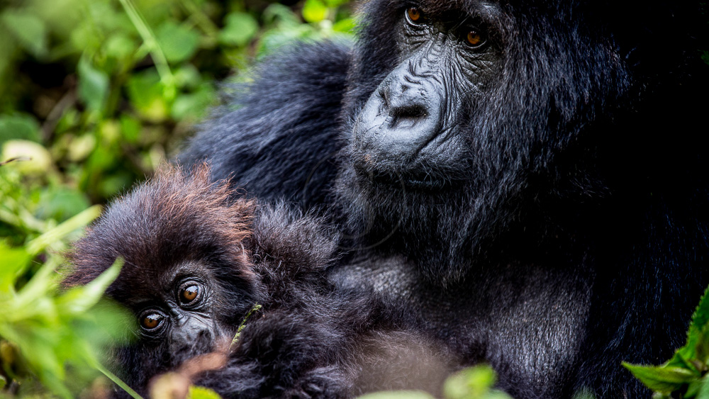 Trek Gorille avec le Bisate Lodge, Rwanda © Wilderness Safaris