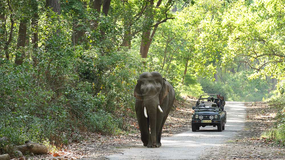 Parc de Corbett, Inde © Shutterstock