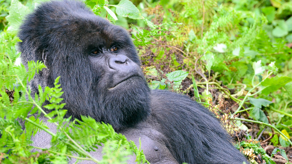 Gorille du Rwanda © Cyrille C.